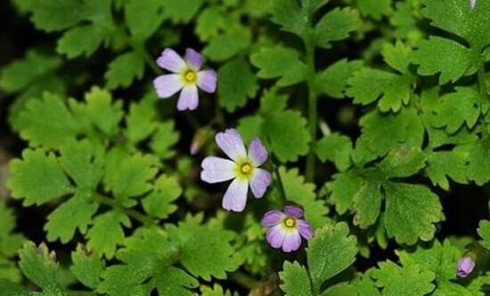 绿植花卉室内摆放实拍,绿植盆栽室内摆放