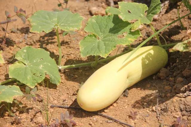 悦榕庄banyantree酒店,新加坡民丹岛酒店攻略