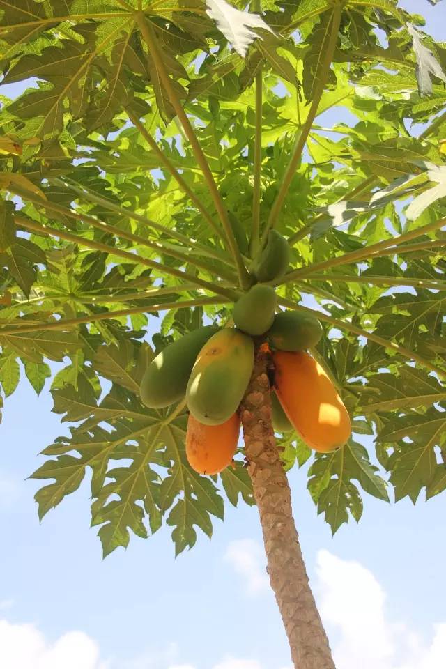 悦榕庄banyantree酒店,新加坡民丹岛酒店攻略