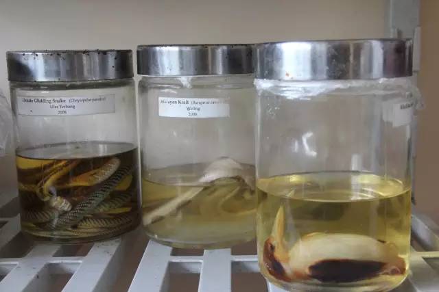 悦榕庄banyantree酒店,新加坡民丹岛酒店攻略