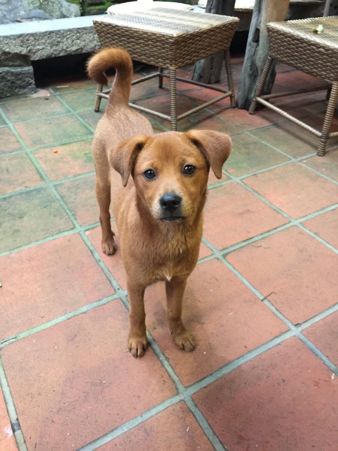 鼓浪屿自驾游全攻略,厦门鼓浪屿登岛全攻略