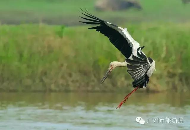广州洗肺又小众的山水秘境,广州清幽景点