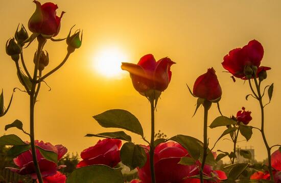 绿植花卉室内摆放实拍,绿植盆栽室内摆放