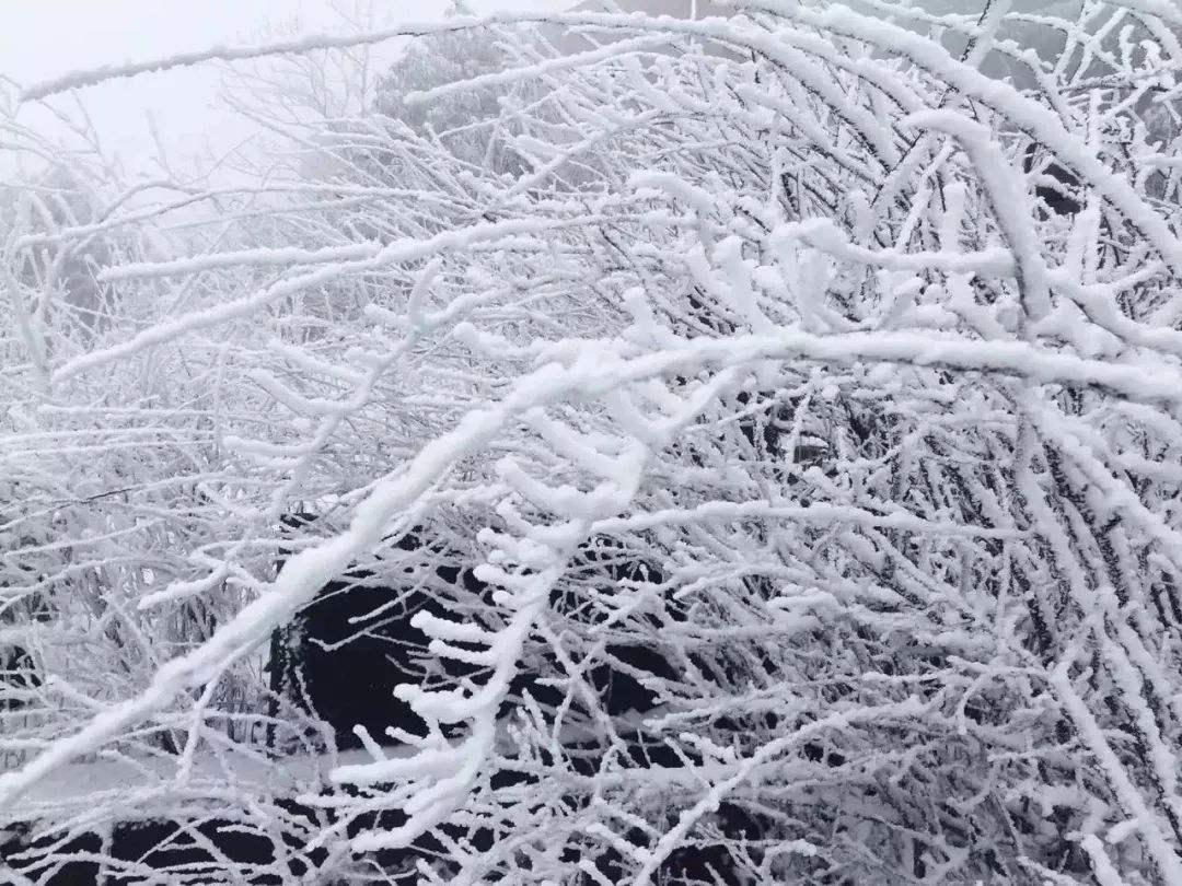 华蓥山风景区下雪了吗,华蓥山2022年2月1号下雪了吗