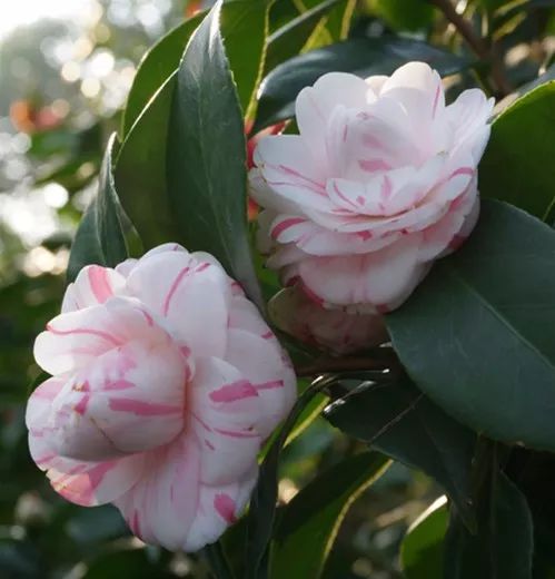 去山上看漂亮的茶花,周末赏茶花