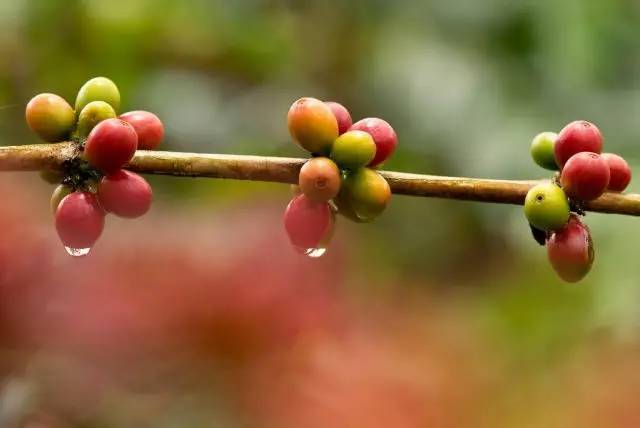 咖啡师入门必看的咖啡知识,精品咖啡学中咖啡的基本知识