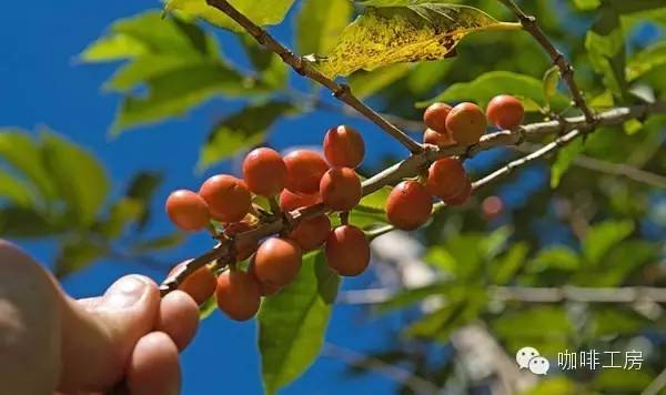 咖啡师入门必看的咖啡知识,精品咖啡学中咖啡的基本知识