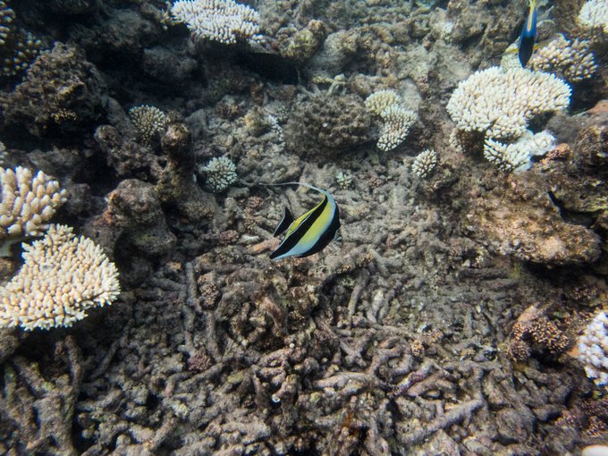 马尔代夫蓝色美人蕉旅游攻略,马尔代夫蓝色美人蕉岛攻略