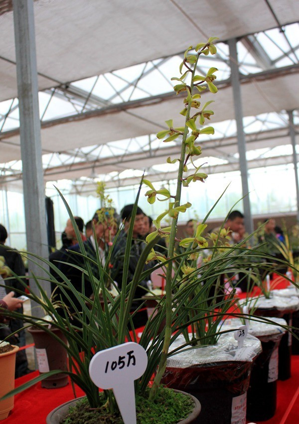 最名贵的兰花多少钱一棵,名贵的兰花多少钱一株