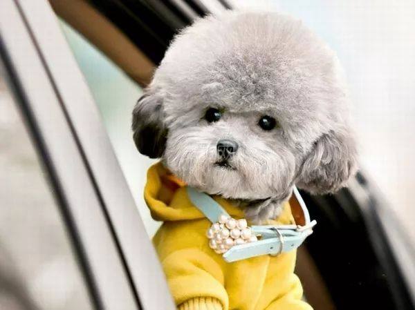 比熊犬视频大全集,比熊犬第三针怎么打