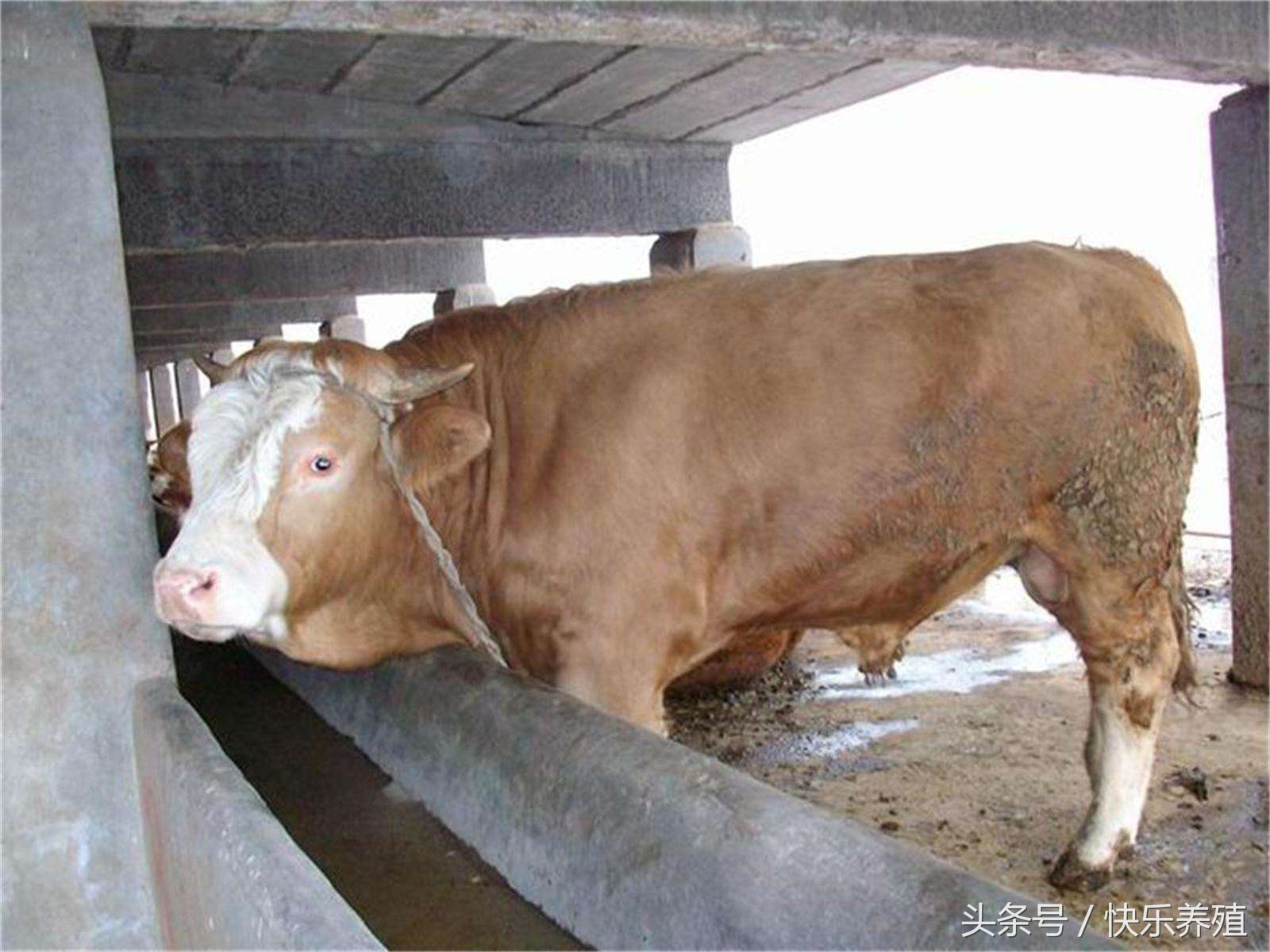 肉牛育肥后期瘸腿怎么治,肉牛跛行的病因分析防治措施