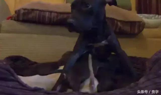 狗妈妈涨奶最后烂了怎么办,狗妈妈涨奶求助