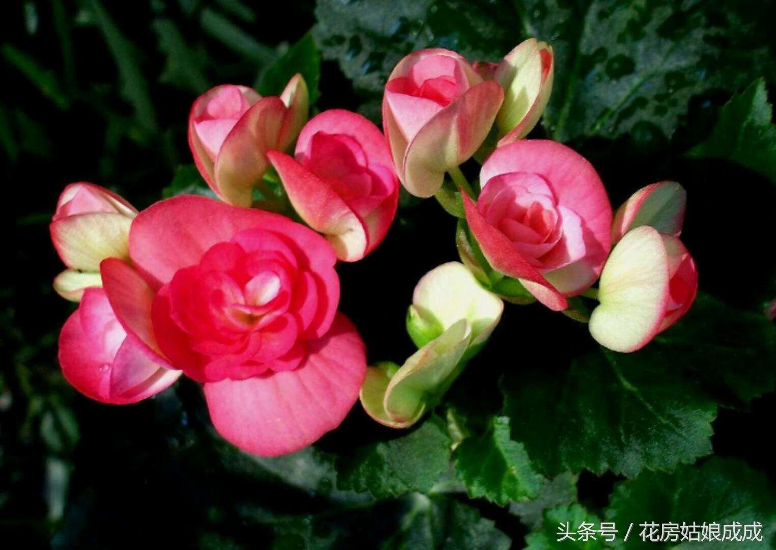 养花秘诀书籍,养花秘籍常换常新