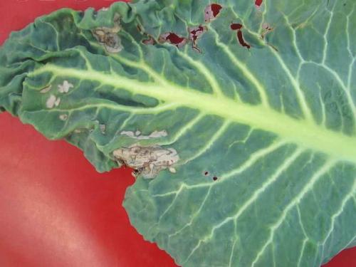 甘蓝黑腐病怎么防治,甘蓝的霜霉病怎么防治