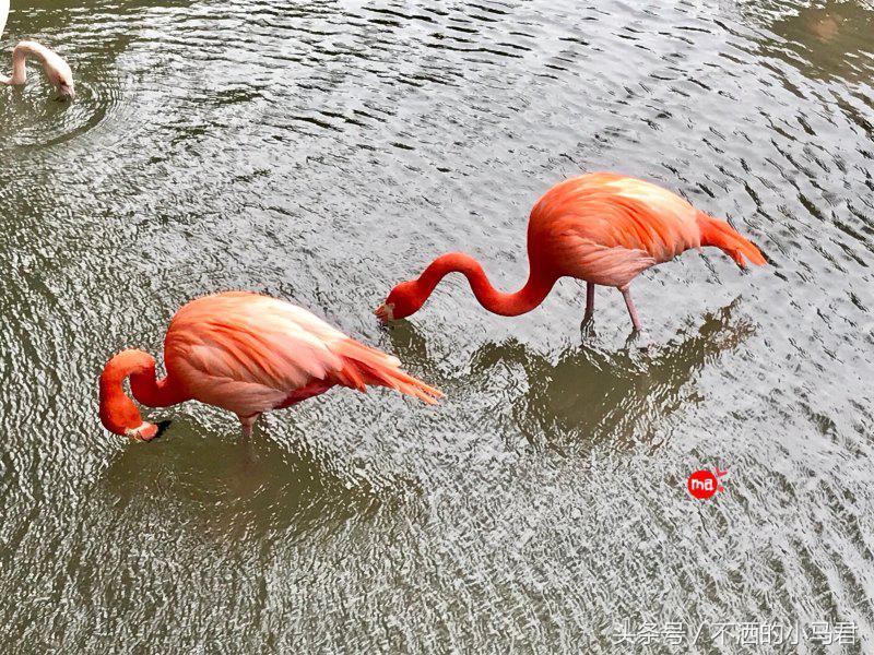 长隆野生动物园3天2晚亲子游,广州长隆野生动物园亲子游攻略