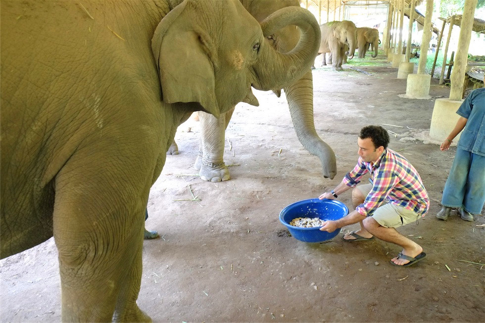 象屎咖啡的价目表,象屎多少钱一斤