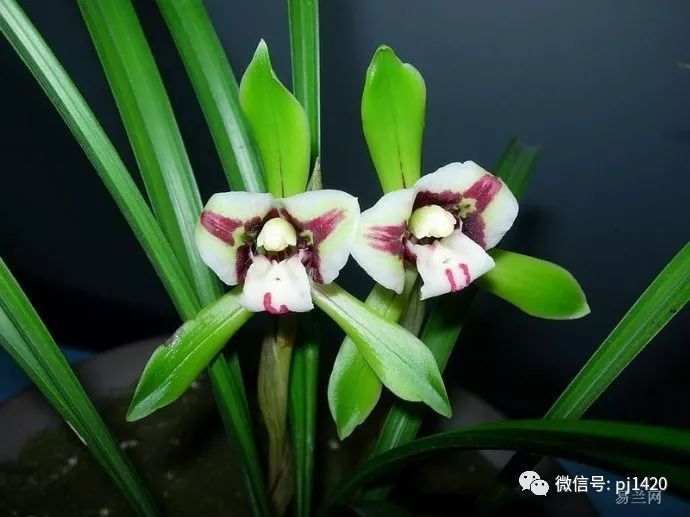 兰花最名贵的品种多少钱一株,最便宜的兰花多少钱一株啊