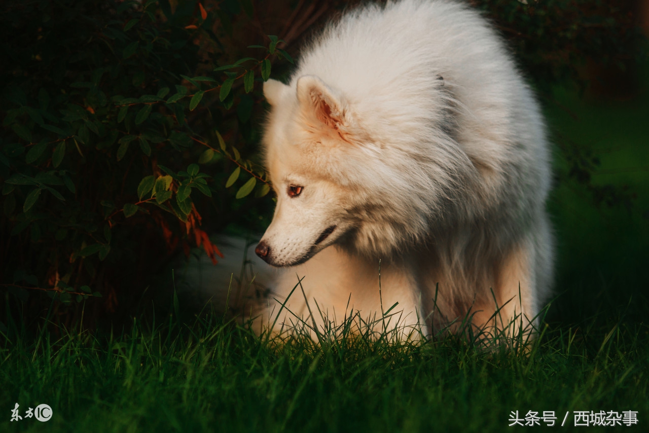 2018五言狗年春联,最好的狗年适合的春联