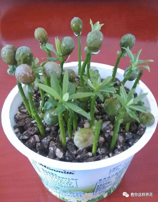 不用种子种的小盆栽简单教程,简单种子盆栽