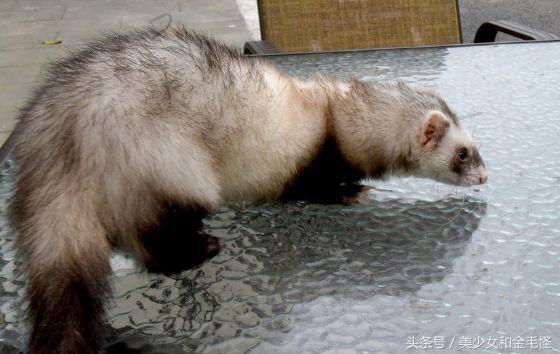 雪貂宝宝,雪貂和猫一起养