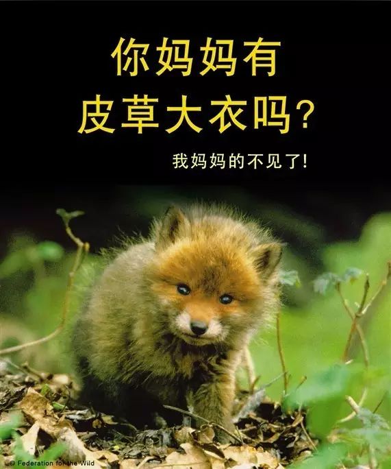 皮草的残酷真相,奢华背后的残忍皮草