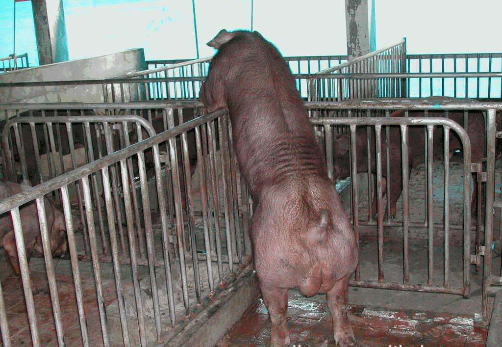 猪发生口蹄疫怎么防治,猪口蹄疫症状如何预防