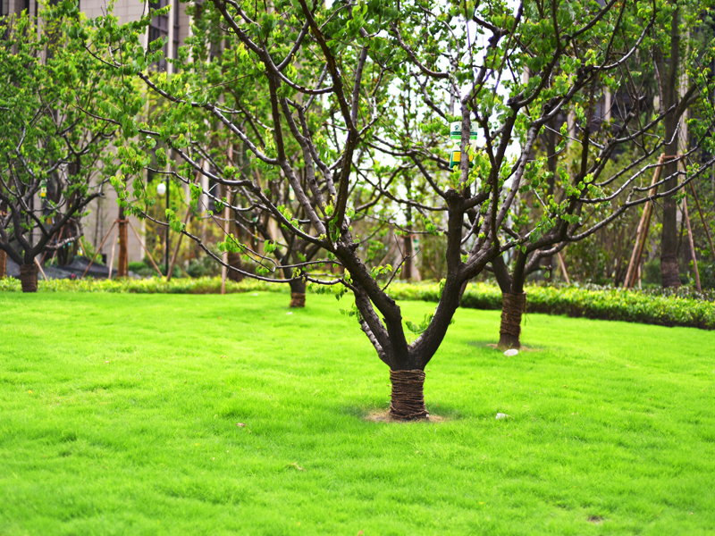 保利观唐的真实感受,保利观塘跃层洋房