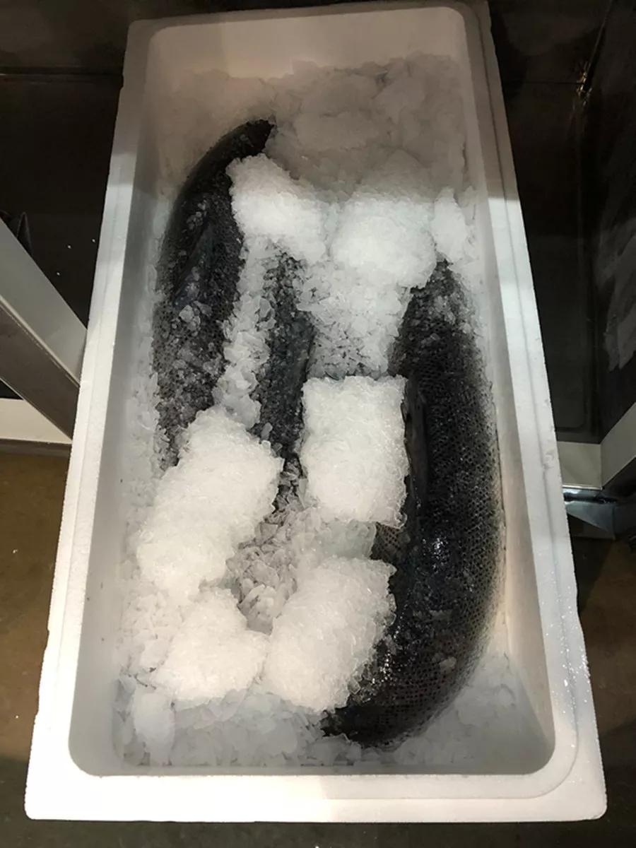 宁波小伙放弃7年国企铁饭碗,转行杀鱼,现在怎么样了?