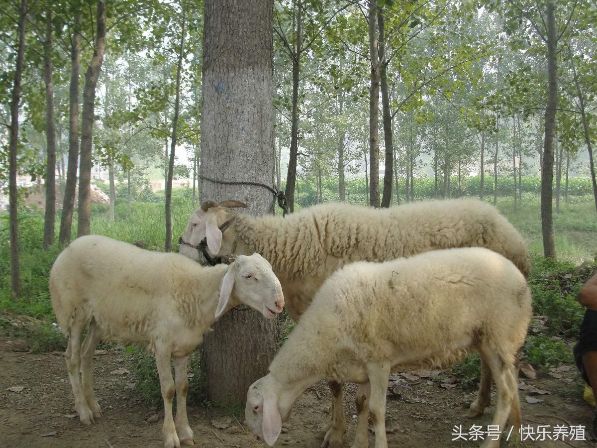 新手买羊一般多少只,新手卖羊的正确方法
