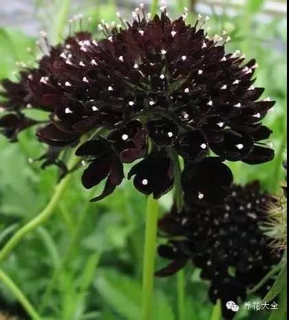 自然界中仅有的八种黑色的花,23种黑色花图片