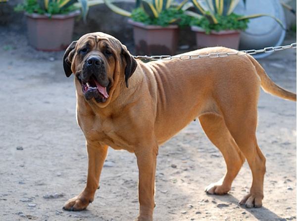 遇到有攻击性的狗怎么办,碰到坏人如何训练狗狗攻击性