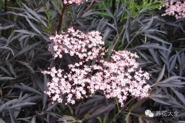 自然界中仅有的八种黑色的花,23种黑色花图片