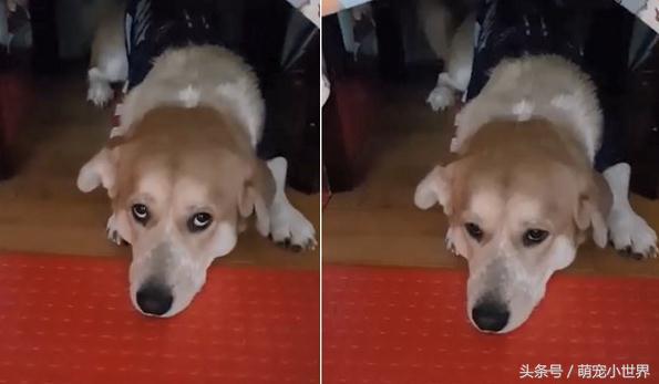 又乱咬的米克斯主动叼家法给妈妈，趴平翘屁等用刑：不要太用力