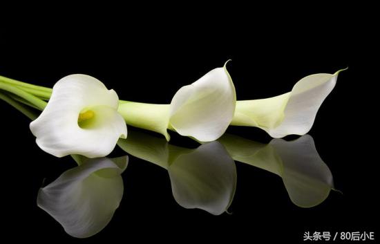 常见花的花语大全简单常见,常见花语大全50种花的花语