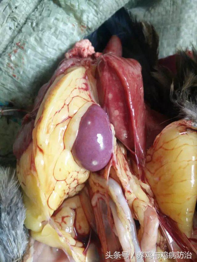 养鸡常见病顺口溜,高温高湿天养鸡常见病