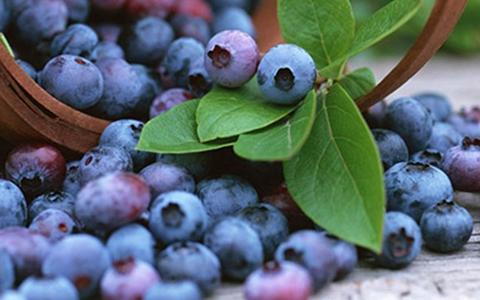 品质再升级全新一代喜参人参蓝莓酵素全国上市