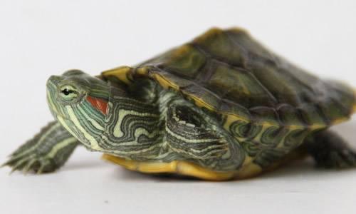 巴西龟草龟哪个容易养,巴西龟好养一点还是草龟好养一点