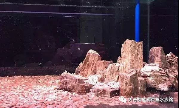 草缸龙鱼,龙鱼裸缸好还是草缸好