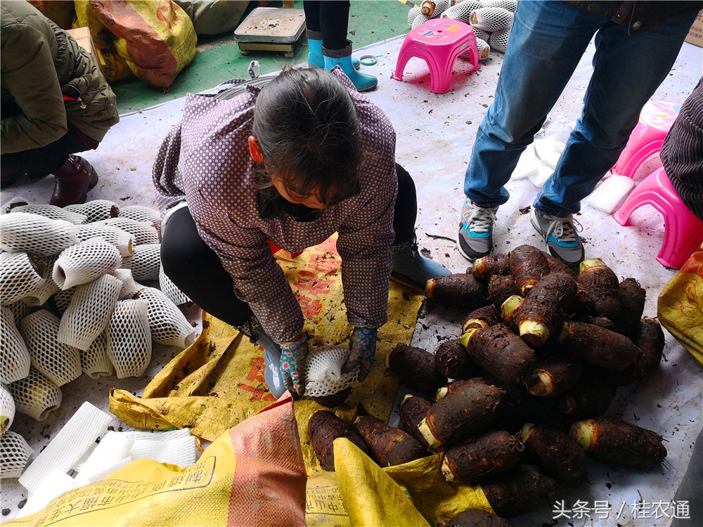 刘罗锅荔浦芋头生产在哪个市,荔浦芋头刘罗锅完整视频