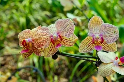 咏兰诗词十首,咏兰五绝诗词