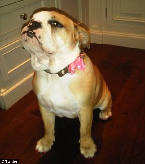 贝克汉姆成为英格兰英雄,贝克汉姆成为足球俱乐部老板