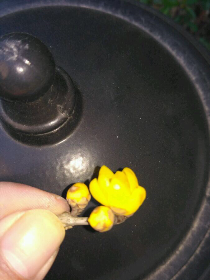 素心腊梅和檀香腊梅哪个比较香,怎么分辨正宗素心腊梅