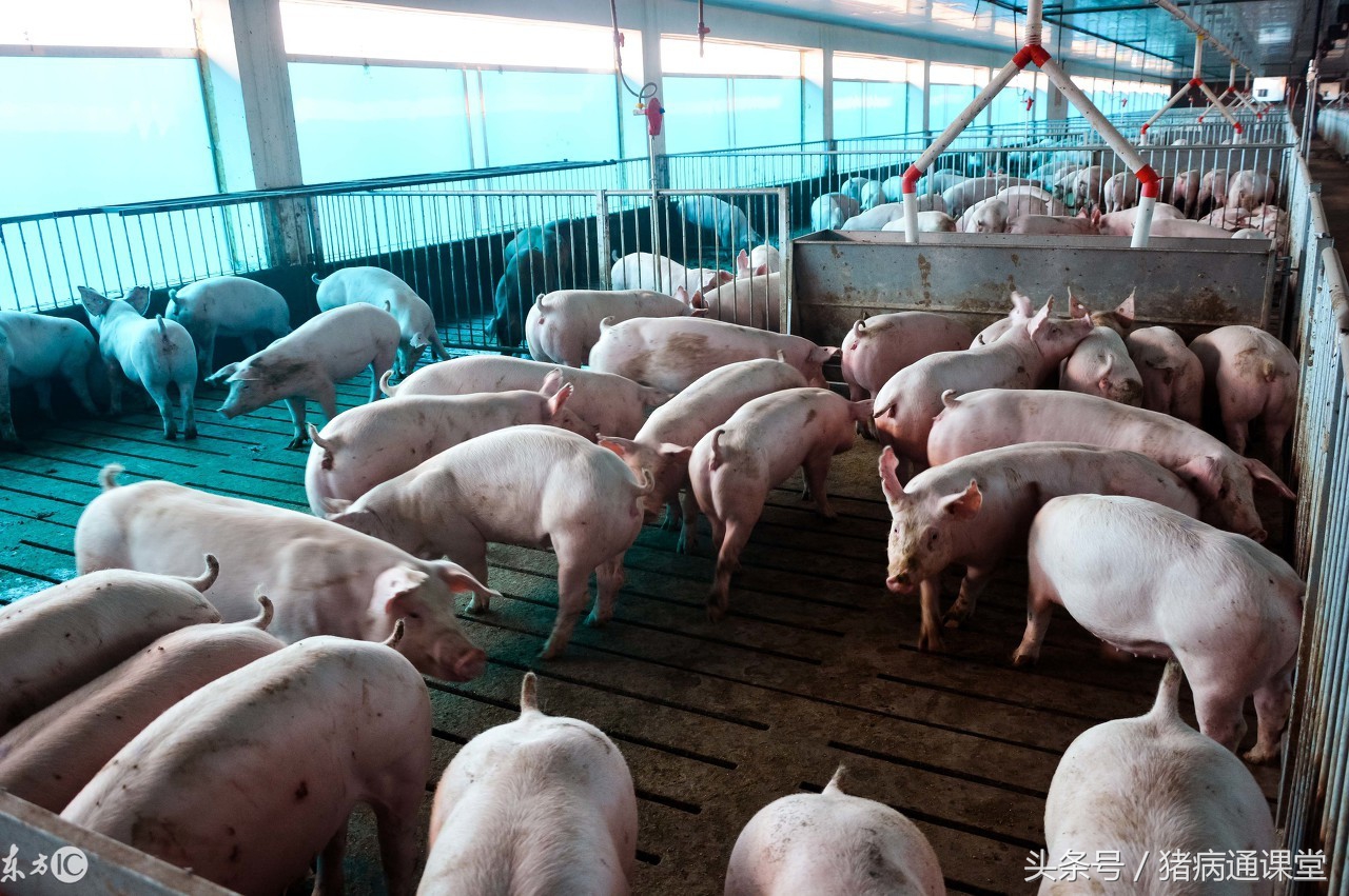 什么是出血性大肠杆菌肠炎,什么是猪回肠炎