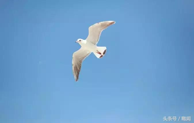 阿联酋迪拜免签,阿联酋迪拜对中国免签吗