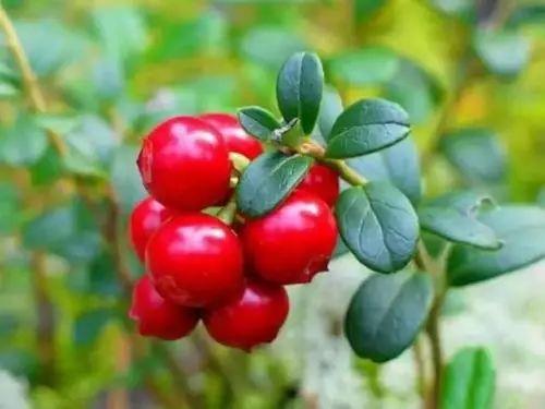 回家准备什么礼物,回家准备的礼品