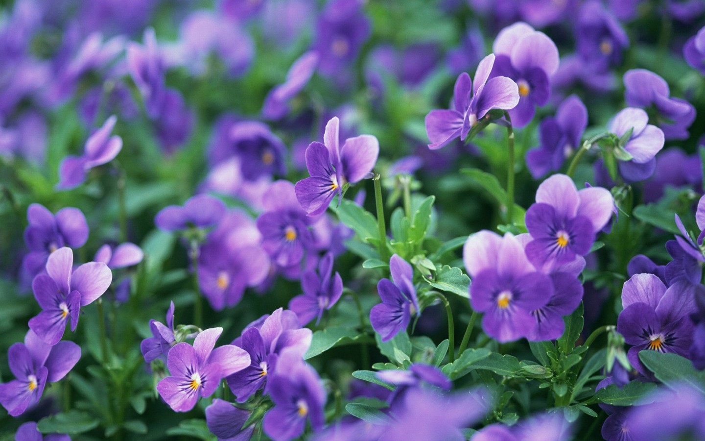 三色堇好养又好看的花,每日一花蝴蝶兰花