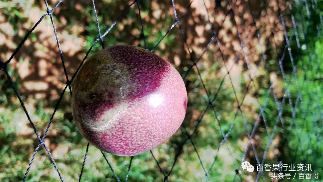 百香果肥料管理技术,百香果种植土壤ph值多少合适