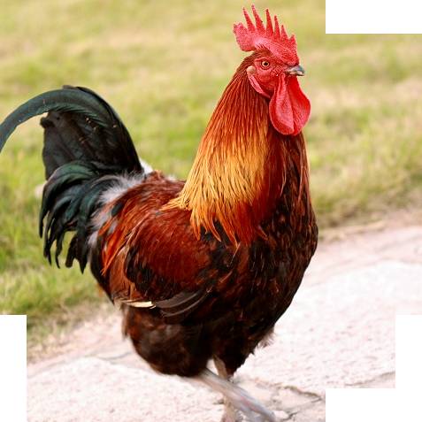 十二生肖提升运气和财运的方法,十二生肖接福接财运