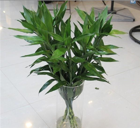 富贵竹叶子天冷发黄怎么救,富贵竹叶子发黄没生根怎么办