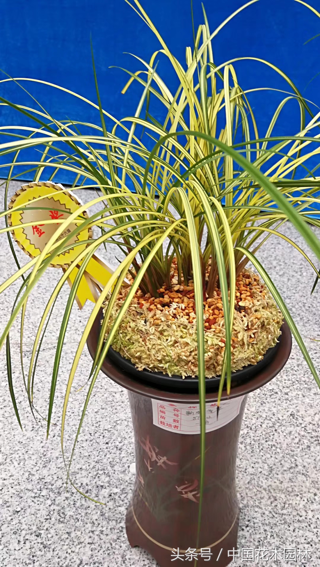 保山兰展获奖兰花图片,保山兰展特金奖兰花图片